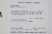 鱗葉陰石蕨藏品圖，第2張