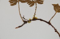 鱗葉陰石蕨藏品圖，第3張