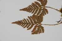 鱗葉陰石蕨藏品圖，第4張