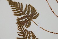 鱗葉陰石蕨藏品圖，第5張