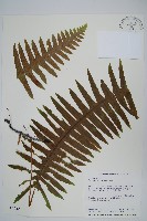 臺灣水龍骨藏品圖，第1張