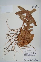 連珠蕨藏品圖，第1張