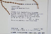 連珠蕨藏品圖，第2張