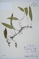 單葉雙蓋蕨藏品圖，第1張