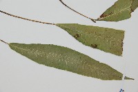 單葉雙蓋蕨藏品圖，第3張