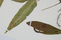 單葉雙蓋蕨藏品圖，第5張