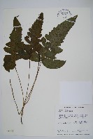 聖蕨藏品圖，第1張