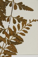 裂葉鐵角蕨藏品圖，第3張