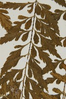 裂葉鐵角蕨藏品圖，第4張