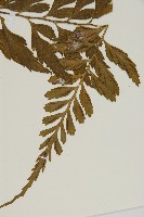 裂葉鐵角蕨藏品圖，第5張