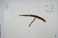 帶狀瓶爾小草藏品圖，第1張