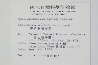 帶狀瓶爾小草藏品圖，第2張