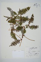 蔓芒萁藏品圖，第1張