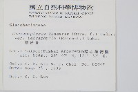 蔓芒萁藏品圖，第2張