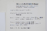 雙扇蕨藏品圖，第2張