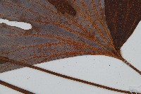 雙扇蕨藏品圖，第3張