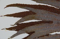 雙扇蕨藏品圖，第4張