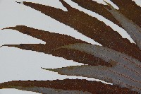 雙扇蕨藏品圖，第5張