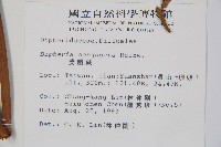 雙扇蕨藏品圖，第2張