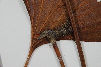 雙扇蕨藏品圖，第3張