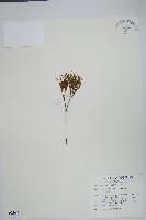 松葉蕨藏品圖，第1張