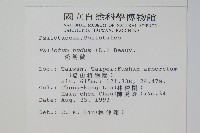 松葉蕨藏品圖，第2張