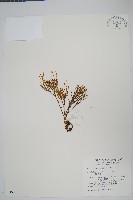 松葉蕨藏品圖，第1張