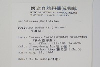 松葉蕨藏品圖，第2張