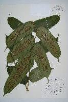 腸蕨藏品圖，第1張