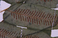 腸蕨藏品圖，第4張