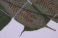 腸蕨藏品圖，第5張