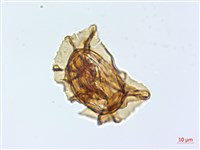 腸蕨藏品圖，第3張