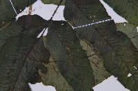 腸蕨藏品圖，第3張