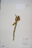 福氏石松藏品圖，第1張