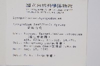 福氏石松藏品圖，第2張