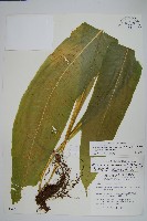 龍骨星蕨藏品圖，第1張