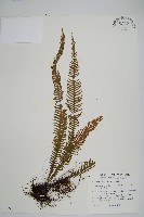 穴子蕨藏品圖，第1張