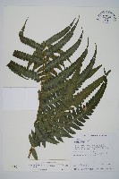 毛柄短腸蕨藏品圖，第1張