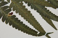 毛柄短腸蕨藏品圖，第3張