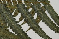 毛柄短腸蕨藏品圖，第4張