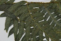 毛柄短腸蕨藏品圖，第5張