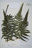 毛柄短腸蕨藏品圖，第1張