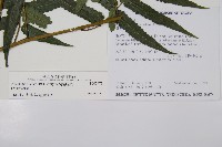 毛柄短腸蕨藏品圖，第2張