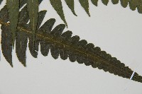 毛柄短腸蕨藏品圖，第3張