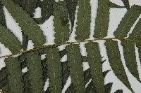 毛柄短腸蕨藏品圖，第4張