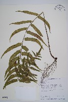 萊氏鐵角蕨藏品圖，第1張