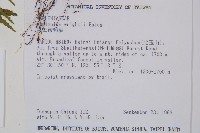 萊氏鐵角蕨藏品圖，第2張