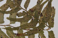 萊氏鐵角蕨藏品圖，第3張