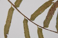 萊氏鐵角蕨藏品圖，第4張