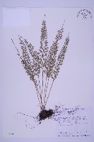 長生鐵角蕨藏品圖，第1張